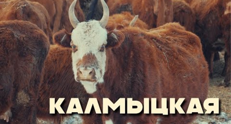 Embedded thumbnail for Калмыцкая порода в Казахстане