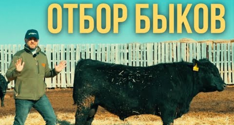 Embedded thumbnail for Не покупай быка,  пока не посмотришь это видео!