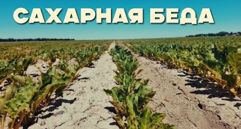 Embedded thumbnail for Фермеры не могу реализовать урожай  сахарной свеклы на юге Казахстана