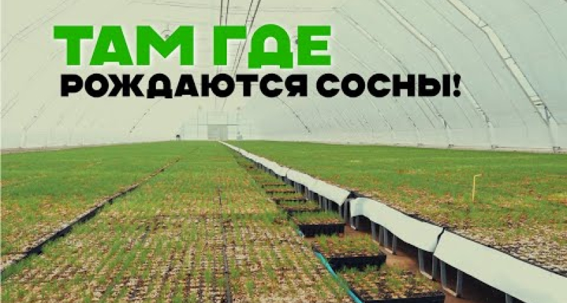 Embedded thumbnail for Там где рождаются сосны
