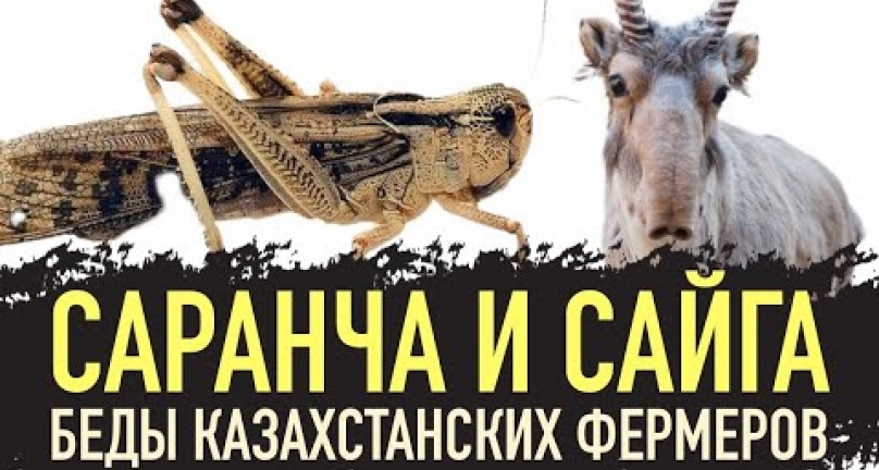 Embedded thumbnail for Саранча и сайга - беды казахстанских фермеров! Нашествие саранчи в Костанайской области!