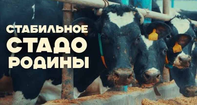 Embedded thumbnail for Как поддерживается стабильное стадо в ТОО Агрофирма &amp;quot;Родина&amp;quot;  компанией Alta Asia