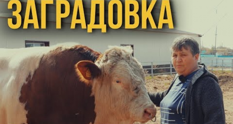 Embedded thumbnail for Заградовка - высокий уровень молочного животноводства! Хозяйства Казахстана!