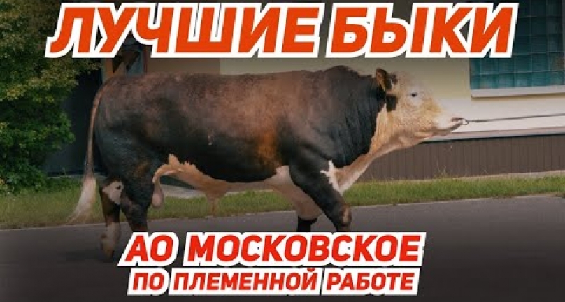 Embedded thumbnail for Лучшие быки для успешного животноводства! АО &amp;quot;Московское&amp;quot; по племенной работе