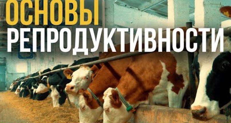 Embedded thumbnail for Воспроизводство - основа репродуктивности маточного стада! Обзор на семинар в ТОО &amp;quot;Енбек&amp;quot;.